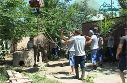 Уникальная операция по спасению буйвола