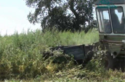 В Кумторкалинском районе уничтожили заросли конопли
