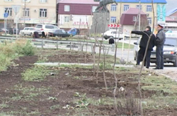  35 погибших на дорогах детей - 35 посаженных деревьев