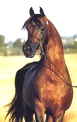 Лошадь, конь, скакун, жеребец (Horse, horse, racer, stallion)
