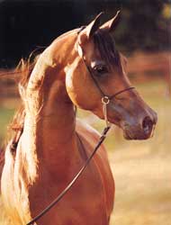 Лошадь, конь, скакун, жеребец (Horse, horse, racer, stallion)