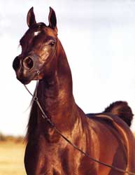Лошадь, конь, скакун, жеребец (Horse, horse, racer, stallion)