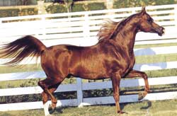 Лошадь, конь, скакун, жеребец (Horse, horse, racer, stallion)