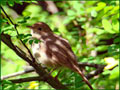 Соловей (Nightingale)