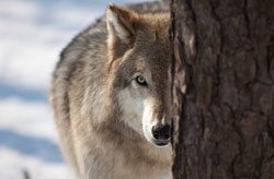 Волк, wolf