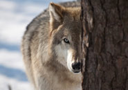 Волк, wolf