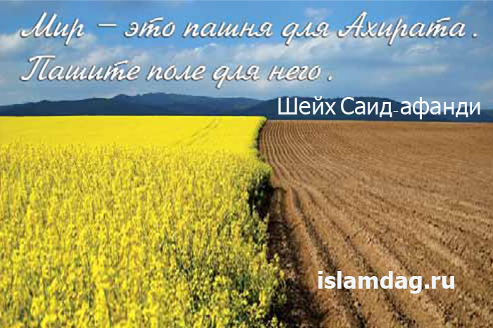 Высказывания шейха Саида-афанди