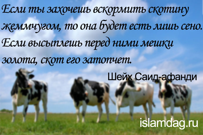 Высказывания шейха Саида-афанди