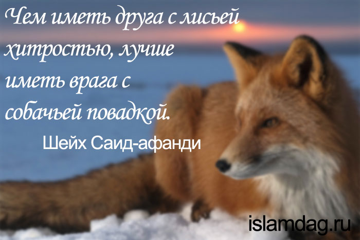 Высказывания шейха Саида-афанди